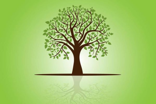 اختبار تثبيت المهارات درس الشجرة الحزينة الاول الابتدائي الفصل الثاني 1441 هـ - 2020 م