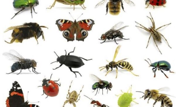 كتاب تركيب وتصنيف الحشرات