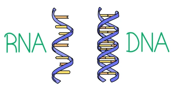 تحميل حل درس DNA RNA والبروتين الأحياء 2 الثاني الثانوي الفصل الثالث 1445 هـ